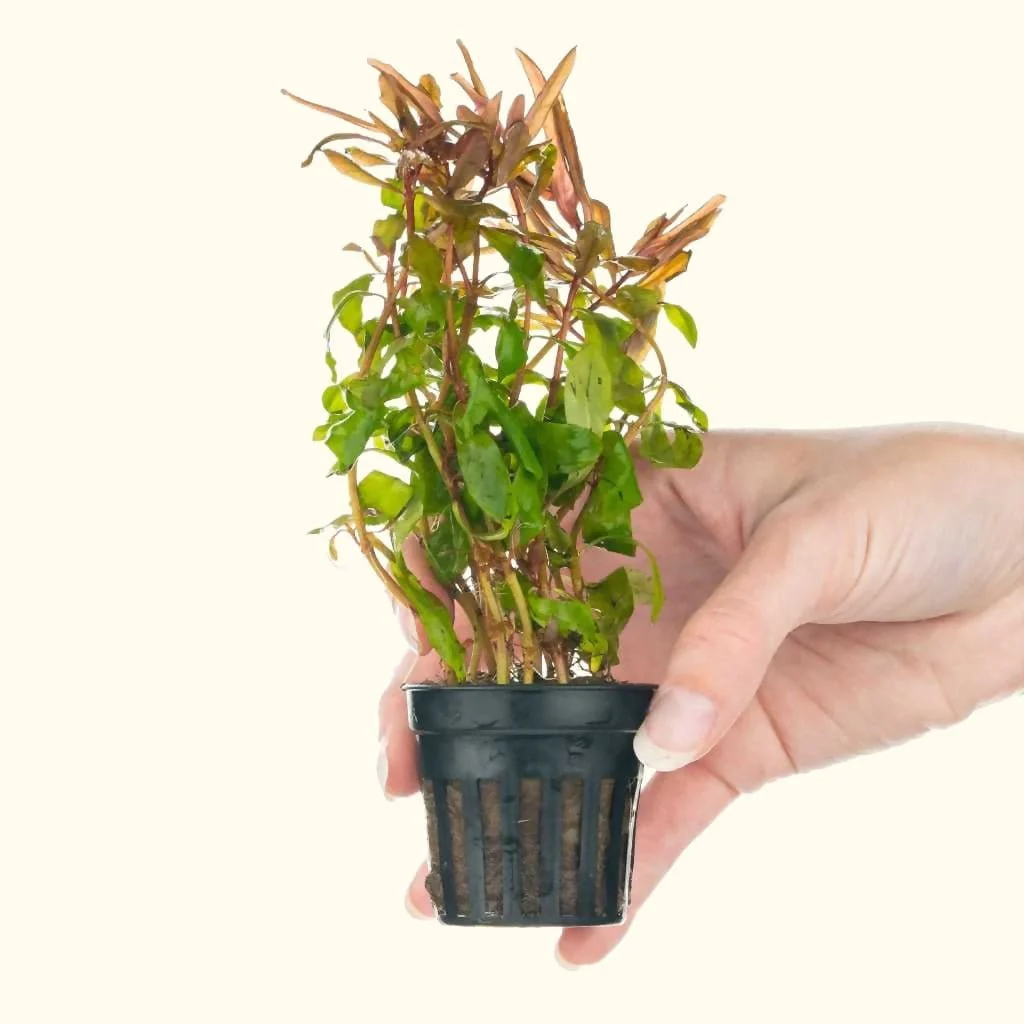Ammannia Gracilis
