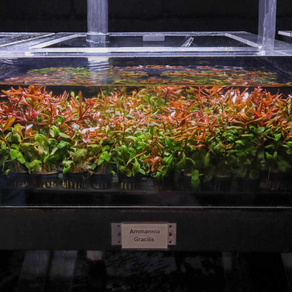 Ammannia Gracilis - Image 4