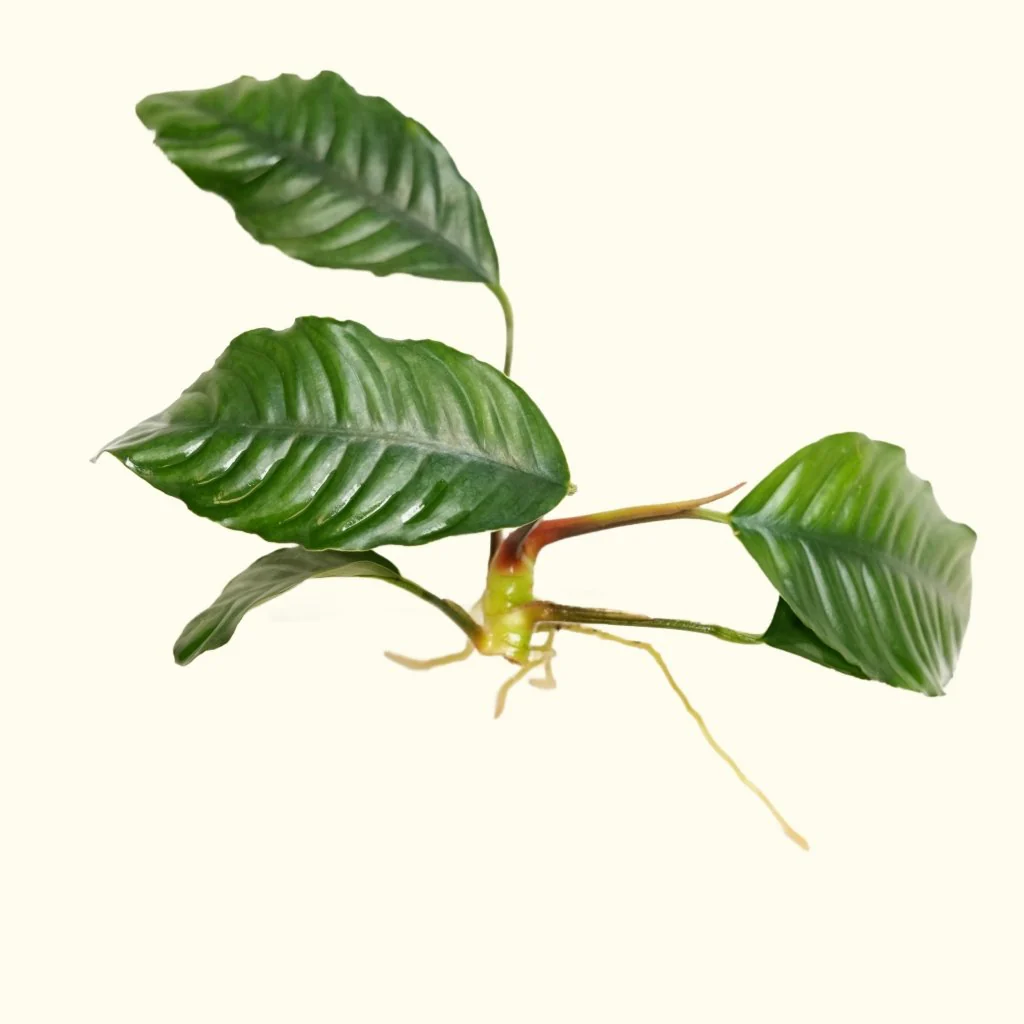 Anubias Coffeefolia