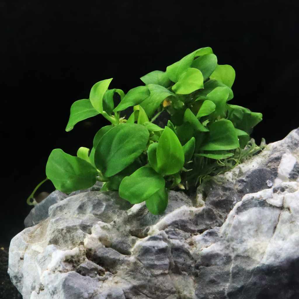 Anubias Barteri Nana Tissue Culture - Image 2