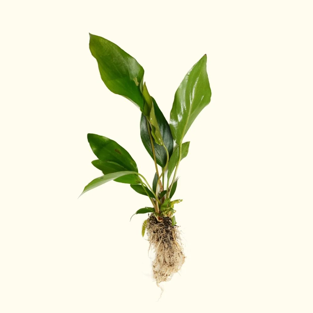 Anubias Nangi