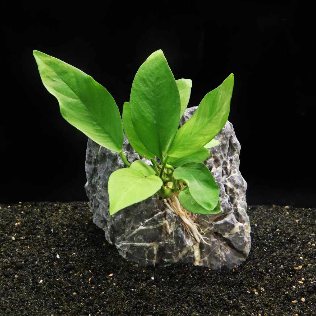 Anubias Nangi - Image 2