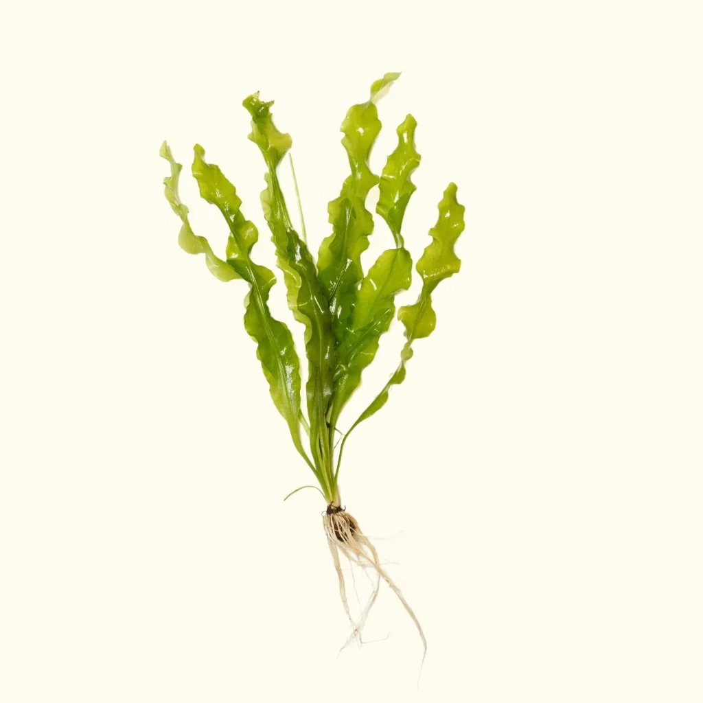 Aponogeton Ulvaceus