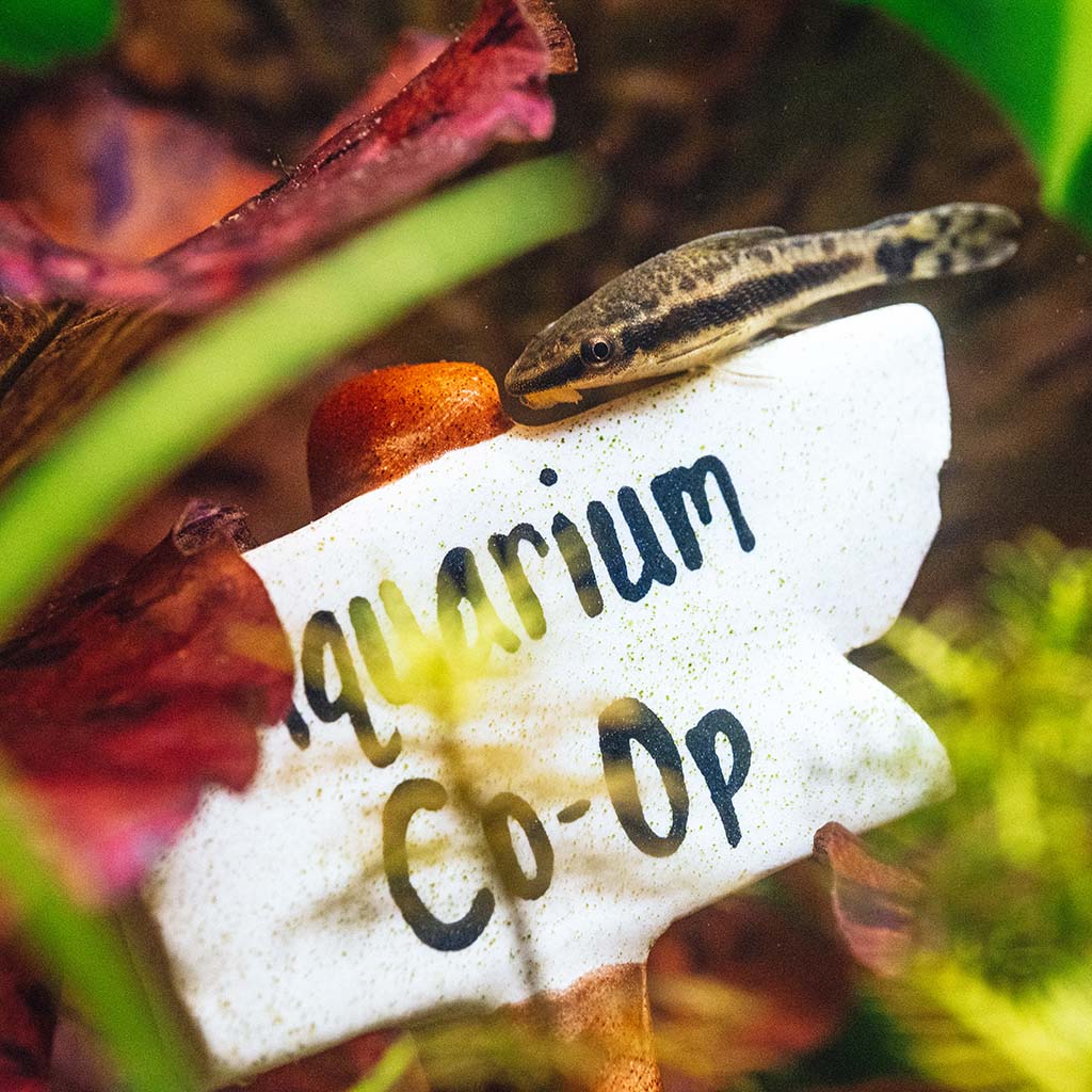 Aquarium Co-Op Decoration - Image 3