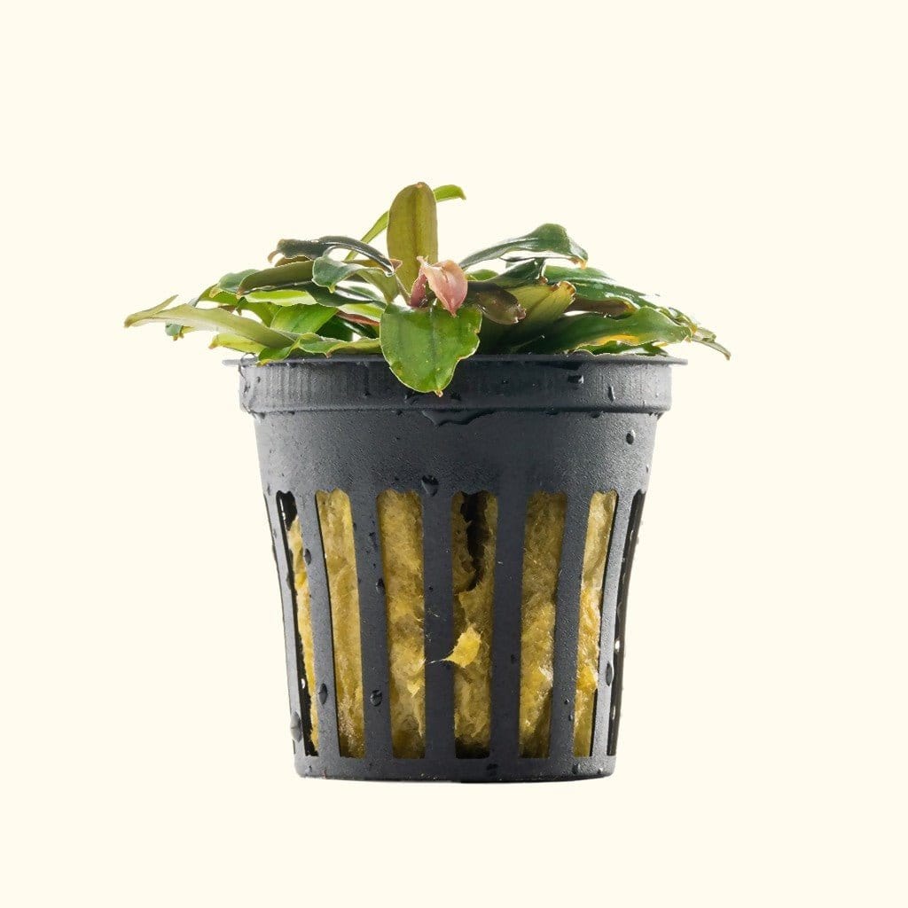 Bucephalandra Black Pearl