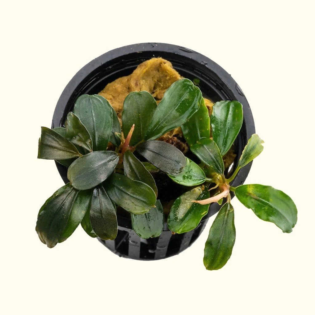 Bucephalandra Black Pearl - Image 2