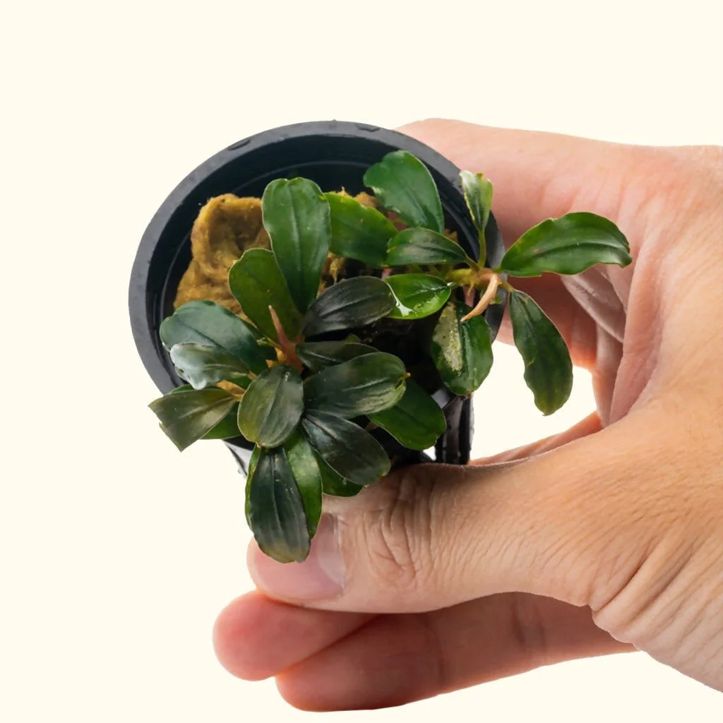 Bucephalandra Black Pearl - Image 3