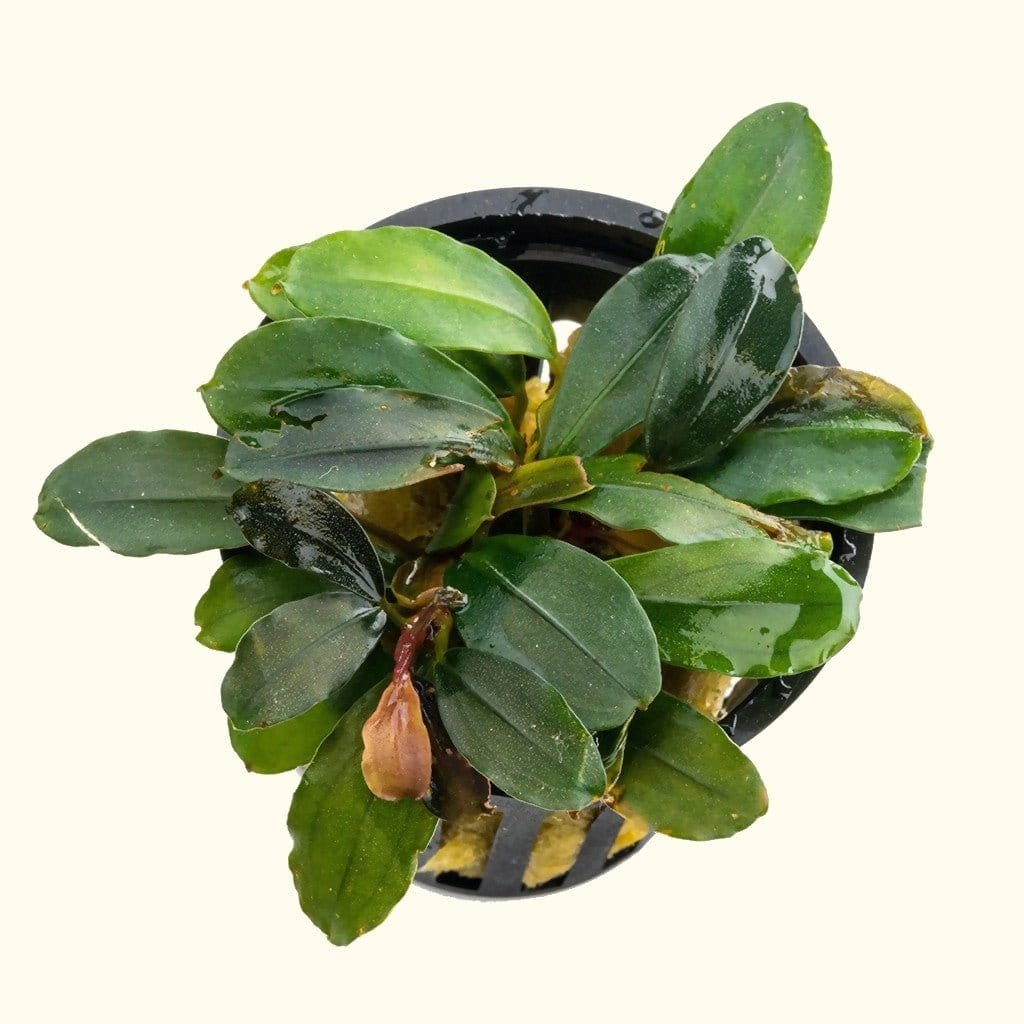 Bucephalandra Black Pearl - Image 4