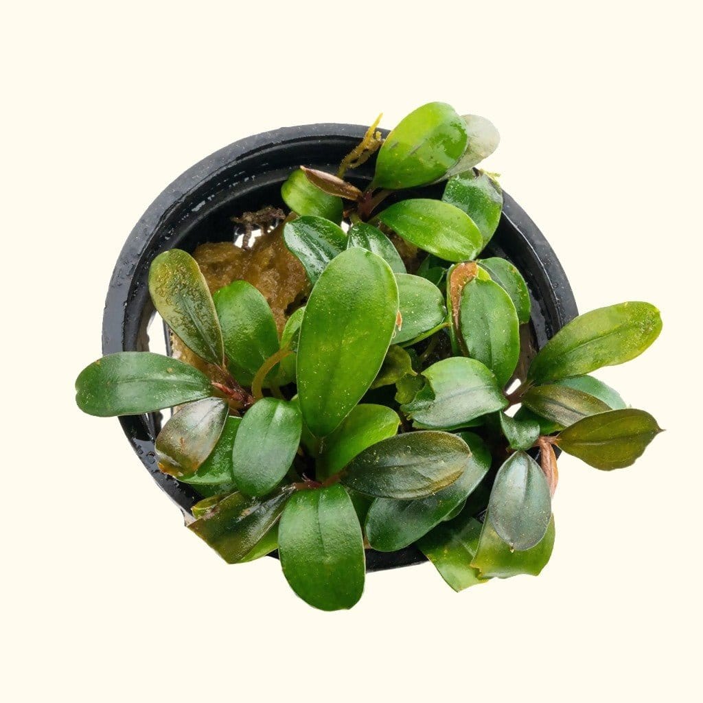 Bucephalandra Black Pearl - Image 6
