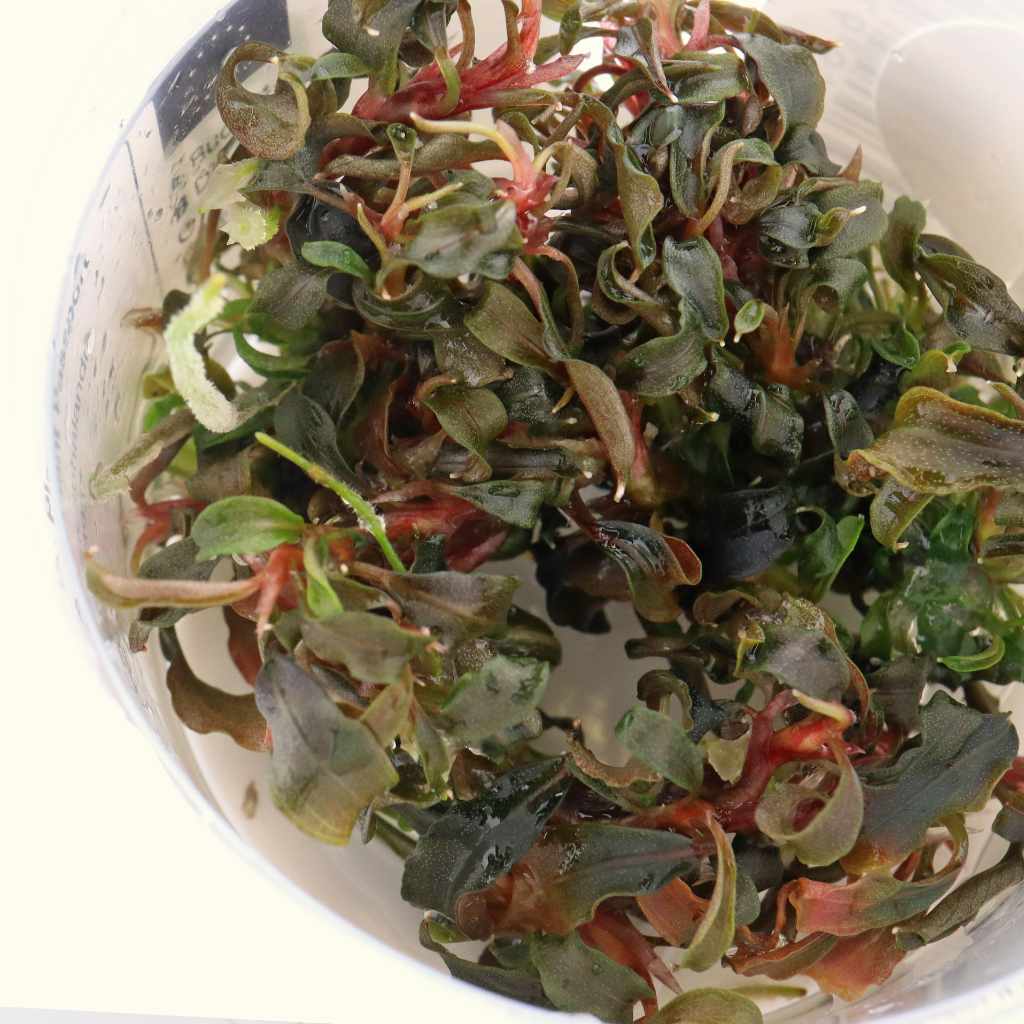 Bucephalandra Kedagang Tissue Culture - Image 4