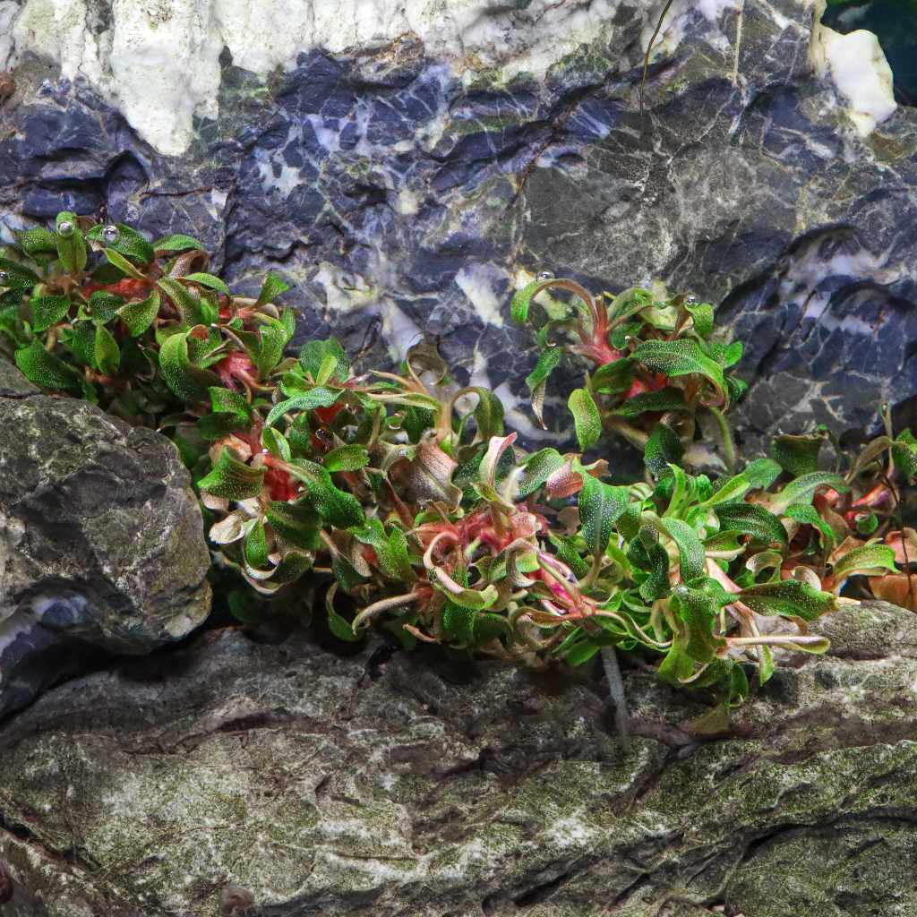 Bucephalandra Kedagang Tissue Culture - Image 5