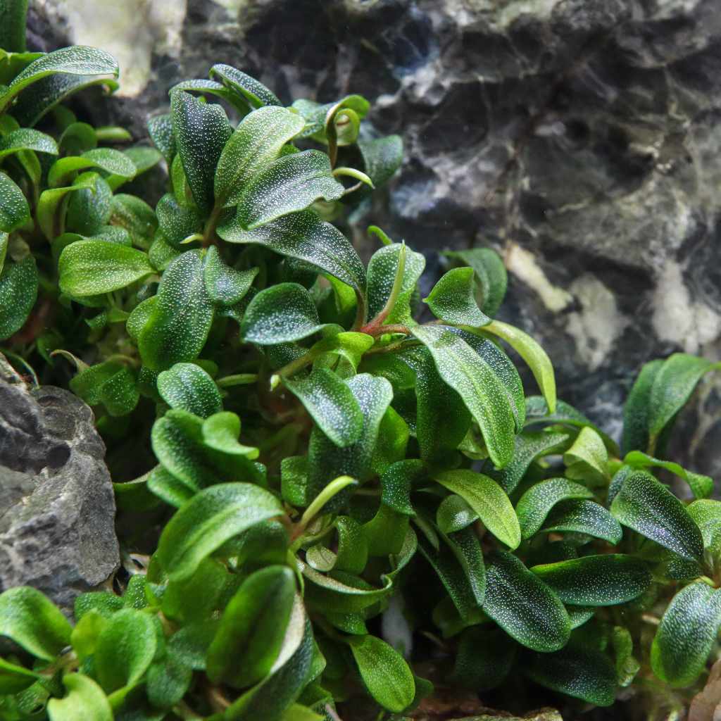 Bucephalandra Needle Leaf Tissue Culture - Image 2