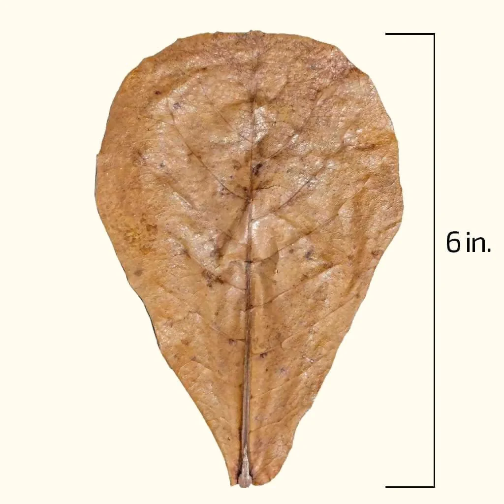 20 Catappa Leaves - Image 3