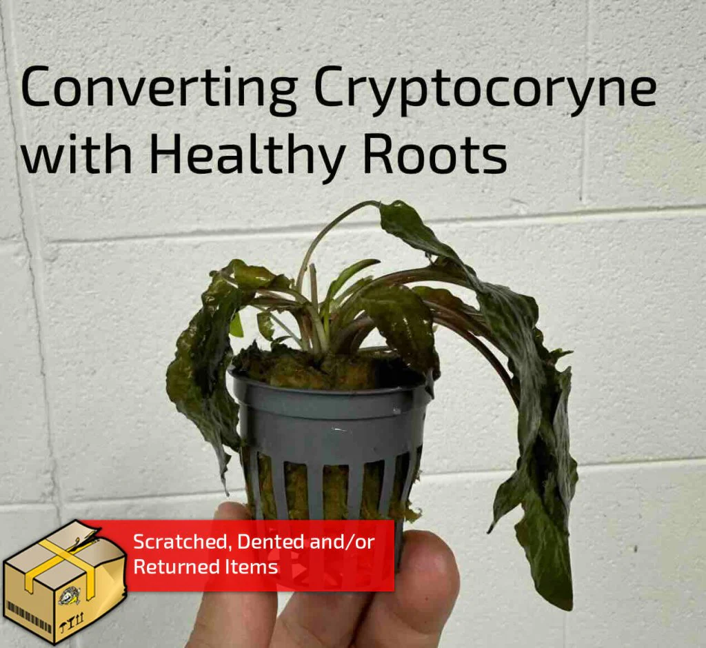 Mystery Converting Cryptocoryne Wendtii