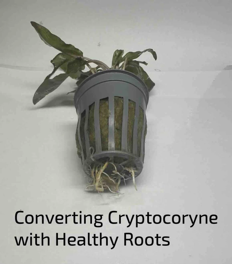 Mystery Converting Cryptocoryne Wendtii - Image 2