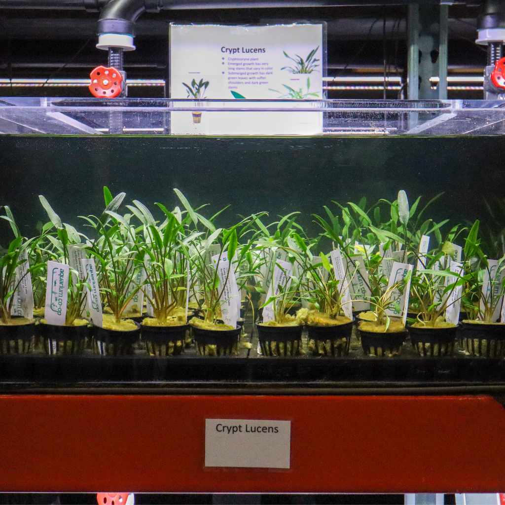 Cryptocoryne Lucens - Image 3