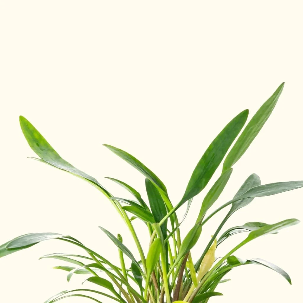 Cryptocoryne Lucens - Image 4