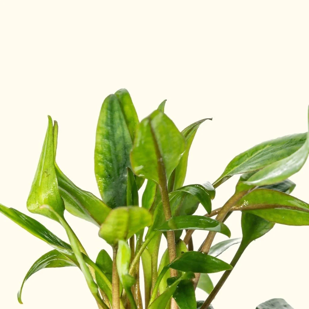 Cryptocoryne Lutea - Image 4