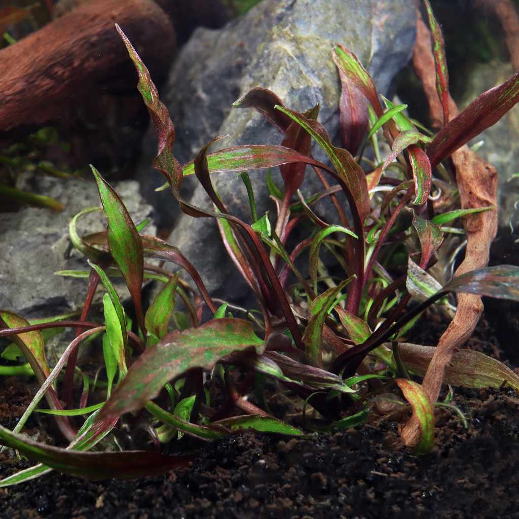 Cryptocoryne Nurii Tissue Culture - Image 2