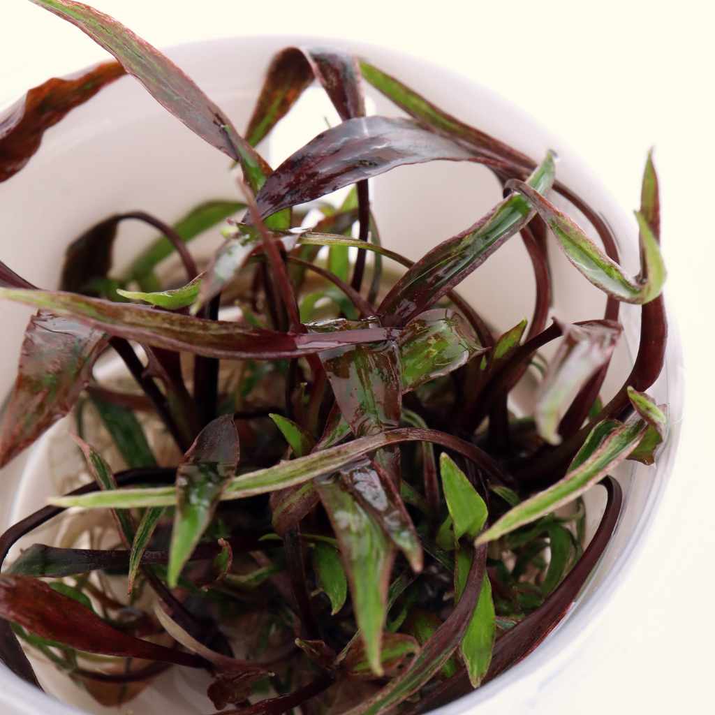 Cryptocoryne Nurii Tissue Culture - Image 4