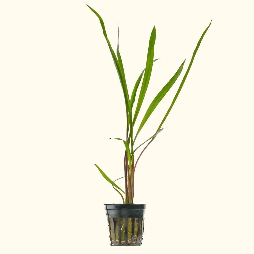 Cryptocoryne Spiralis