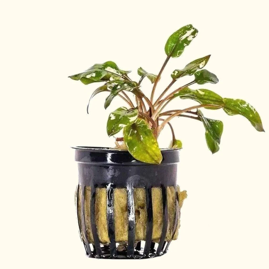 Cryptocoryne Wendtii Red
