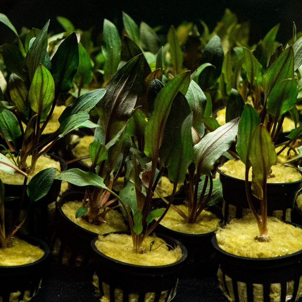 Cryptocoryne Wendtii Red - Image 2