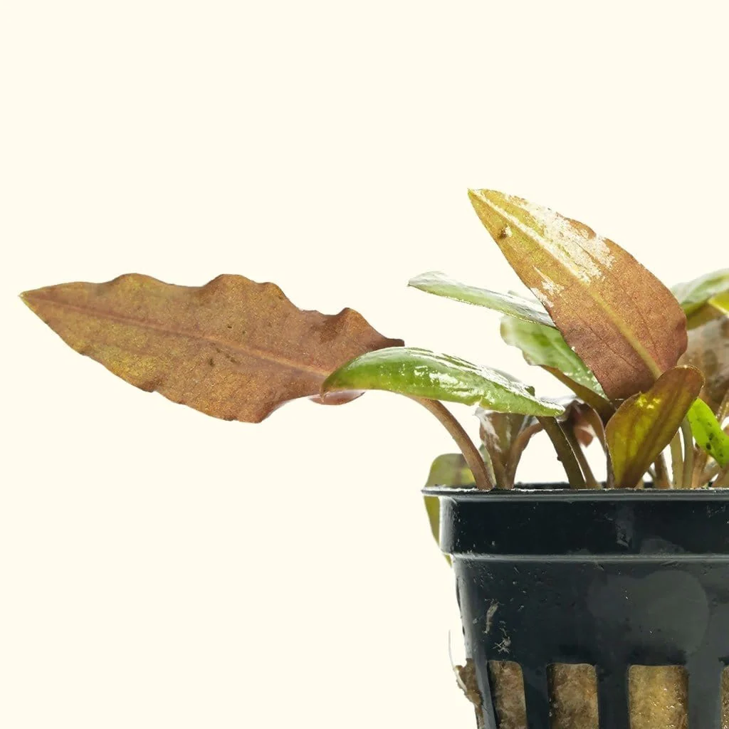 Cryptocoryne Wendtii Red - Image 4