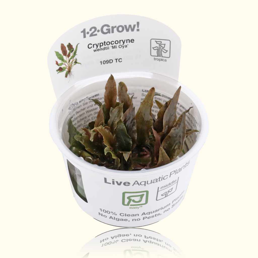 Cryptocoryne Wendtii 'Mi Oya' Tissue Culture