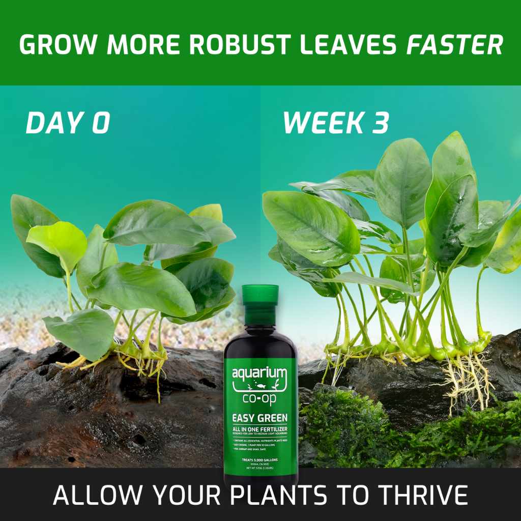Easy Green All-in-One Fertilizer - Image 4