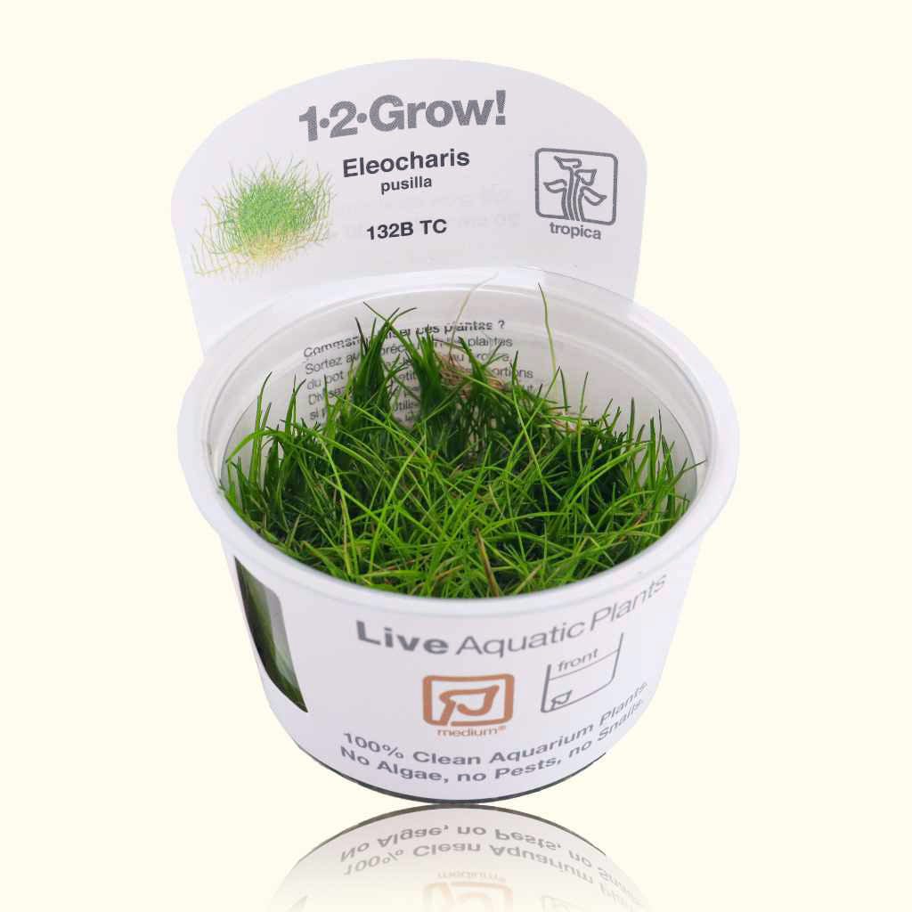 Eleocharis Pusilla 'Mini' Tissue Culture