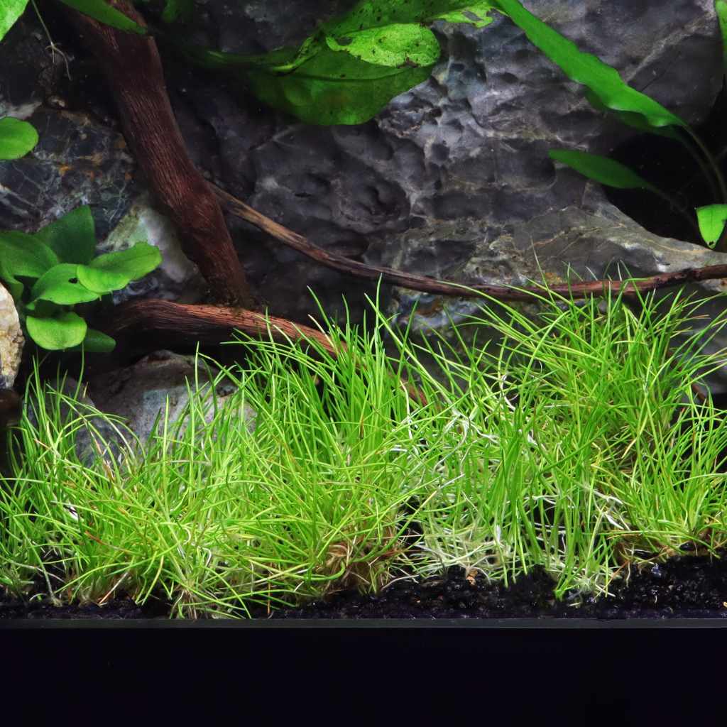 Eleocharis Pusilla 'Mini' Tissue Culture - Image 2
