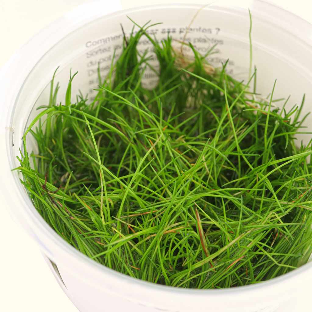 Eleocharis Pusilla 'Mini' Tissue Culture - Image 4