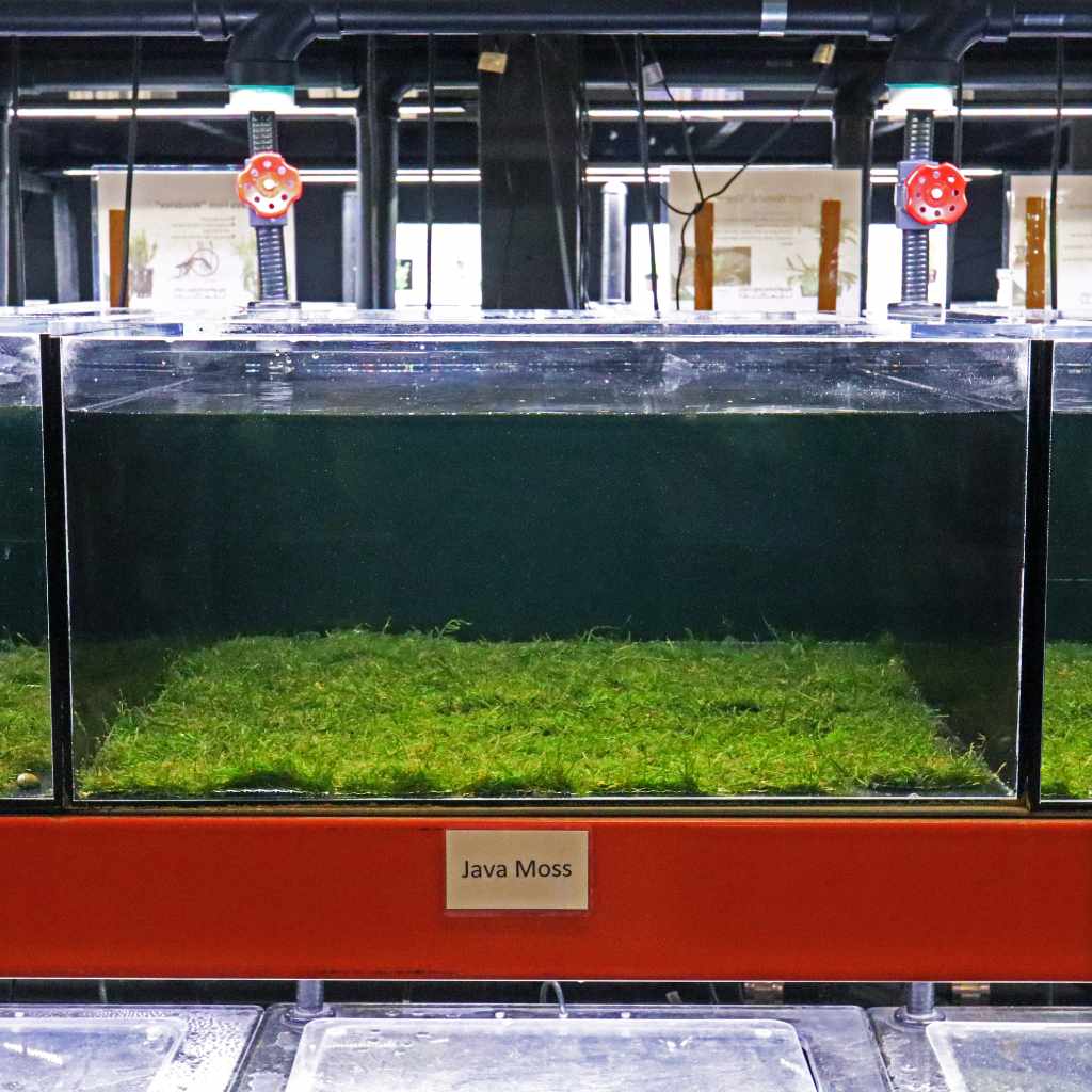 Java Moss Mat - Image 5