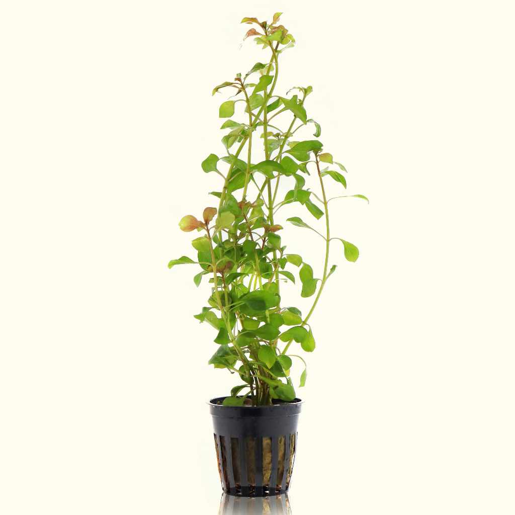 Ludwigia Repens 'Red'
