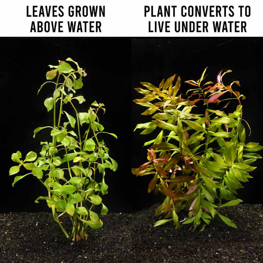 Ludwigia Repens 'Red' - Image 3