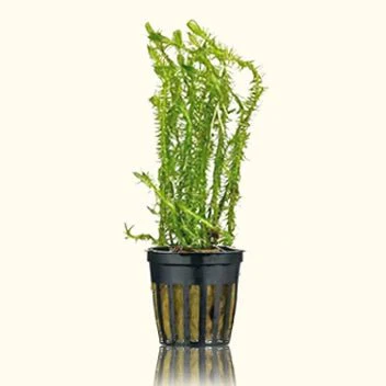Mayaca Fluviatilis