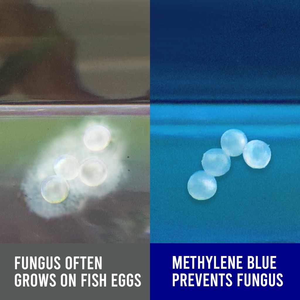 Methylene Blue - Image 3