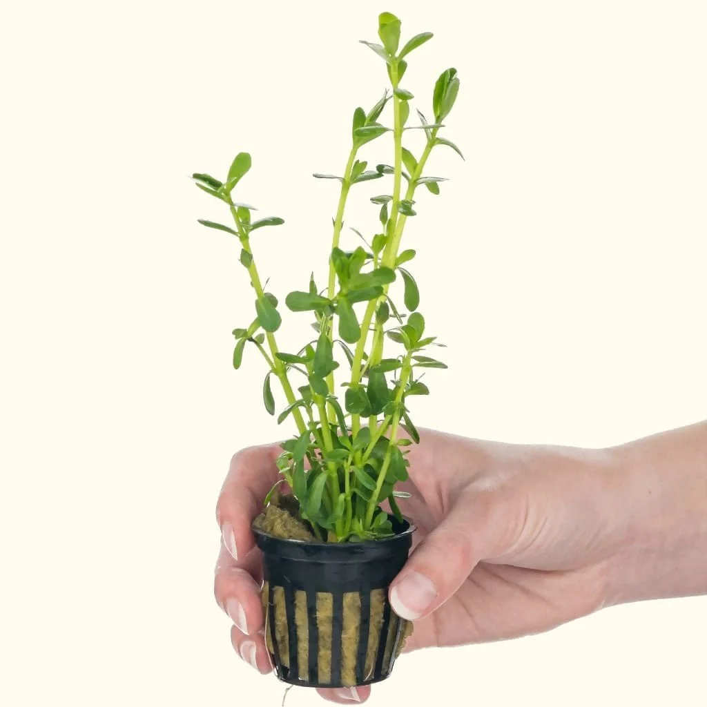 Moneywort - Image 2
