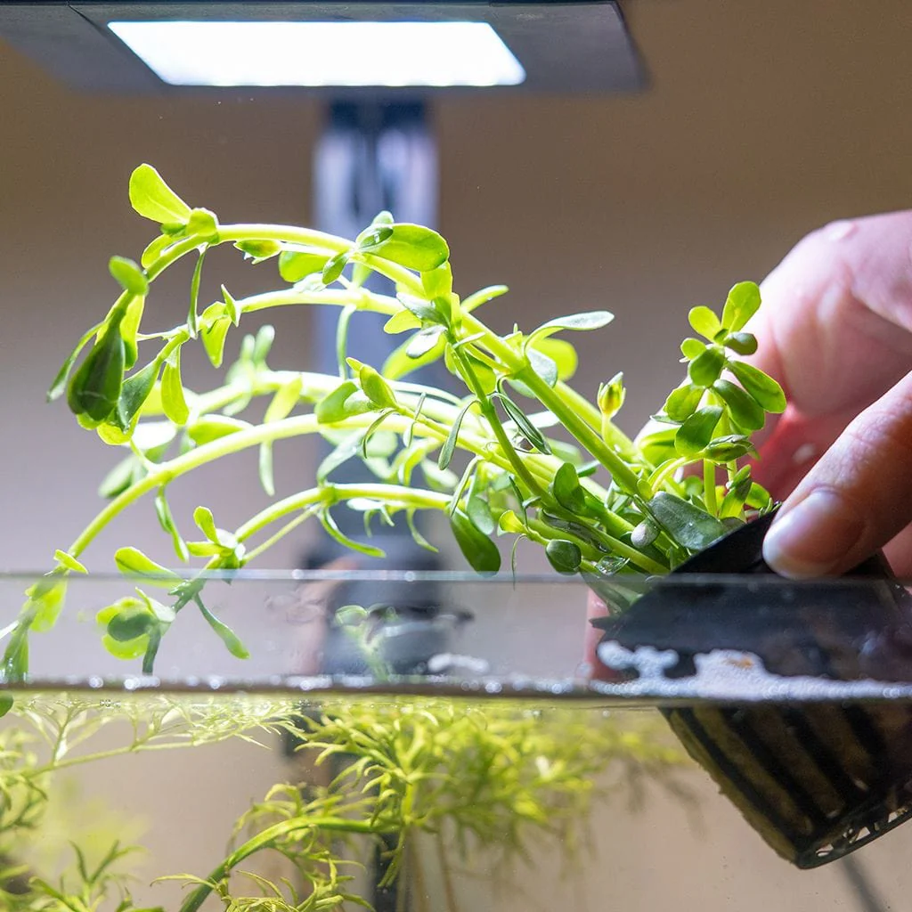 Moneywort - Image 3