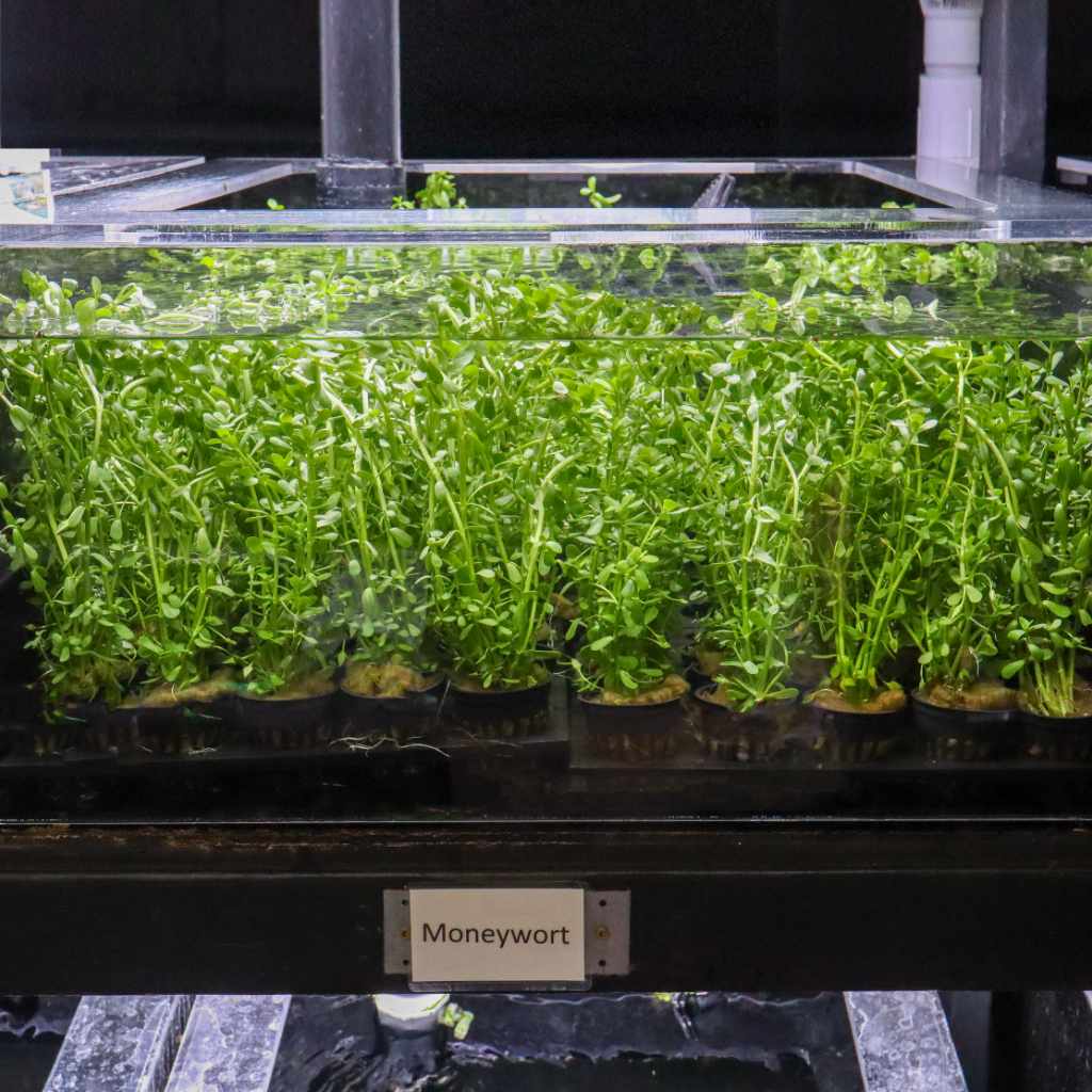 Moneywort - Image 4
