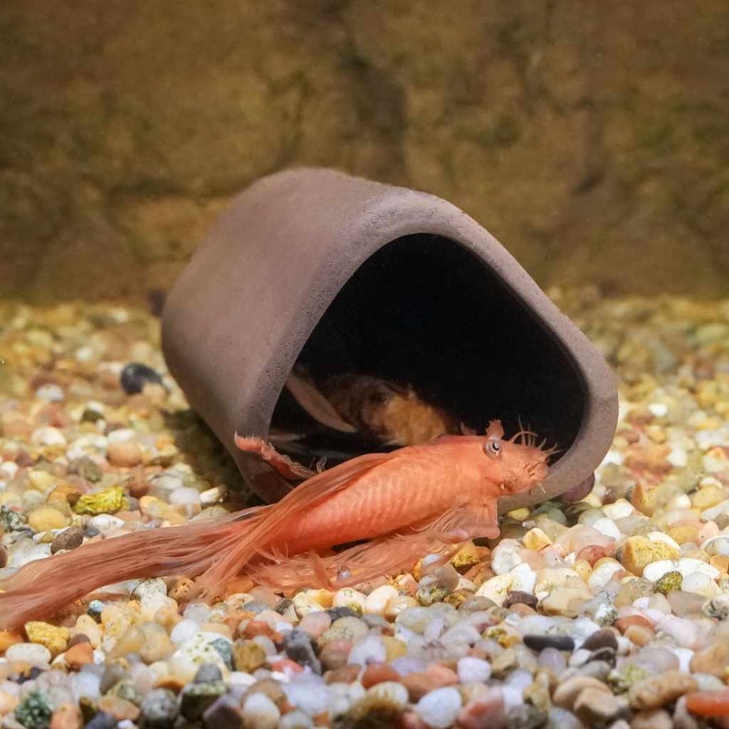 Aquarium Co-Op Pleco Cave - Image 3