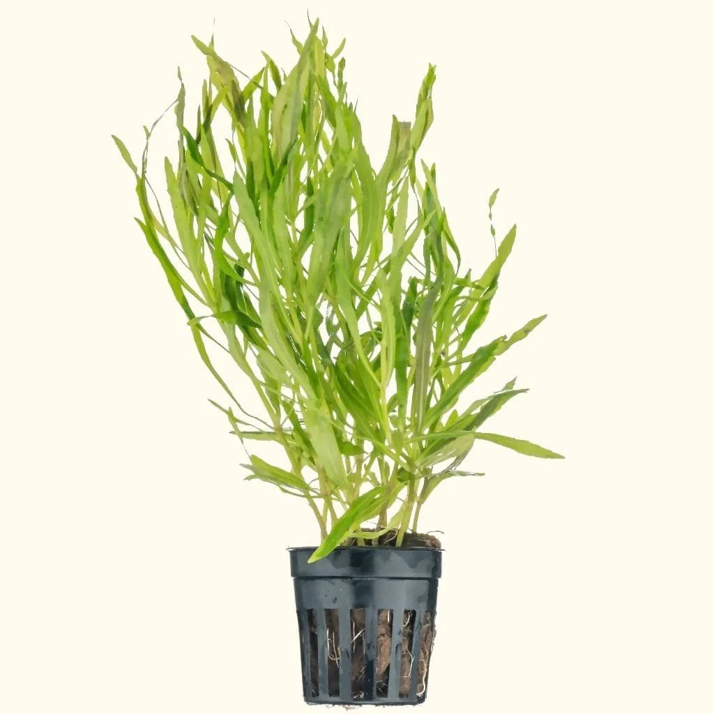 Pogostemon Stellatus 'Octopus'