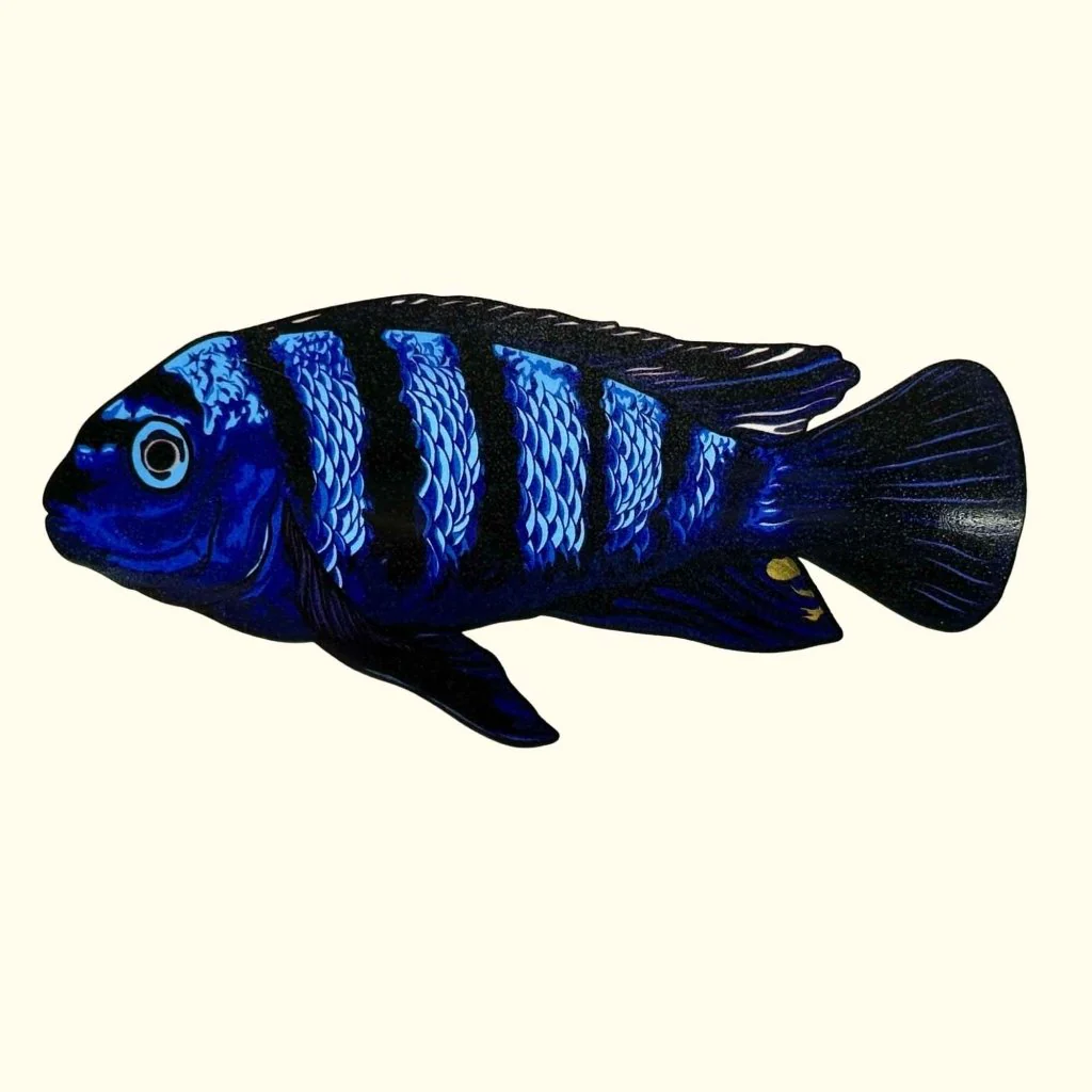 Pseudotropheus Saulosi Decal Sticker - Image 2