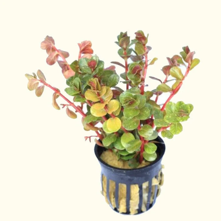 Rotala H’ra - Image 2
