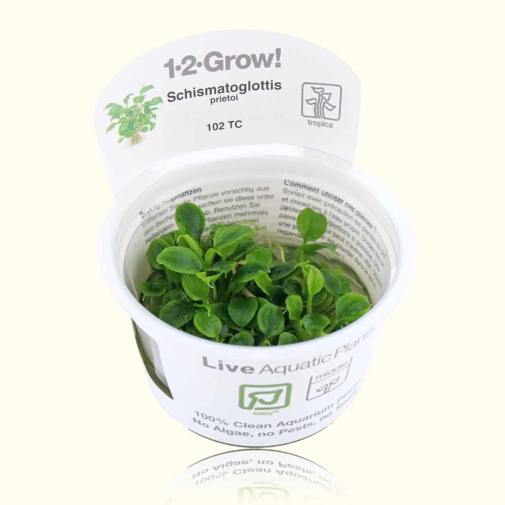 Schismatoglottis Prietoi Tissue Culture