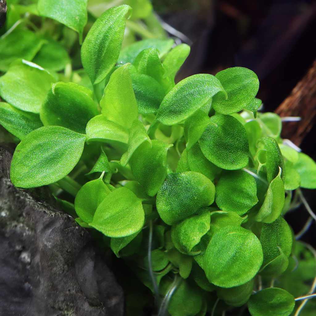Schismatoglottis Prietoi Tissue Culture - Image 2