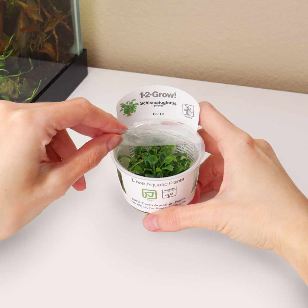 Schismatoglottis Prietoi Tissue Culture - Image 4