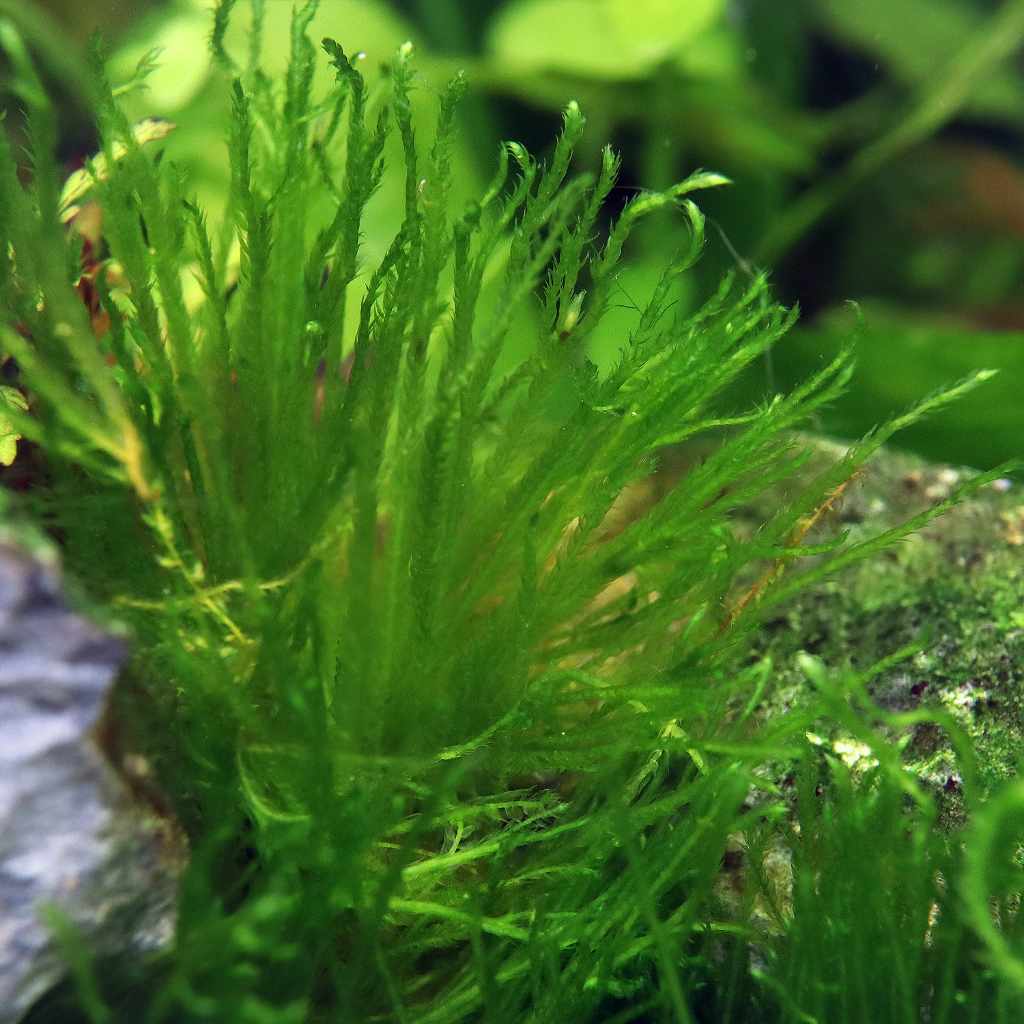 Taxiphyllum 'Spiky Moss' Tissue Culture - Image 5