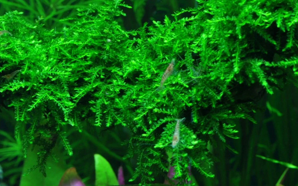 Vesicularia ferriei 'Weeping Moss' Tissue Culture - Image 2